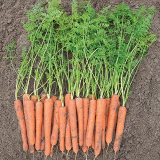 Carrots Thumbnail